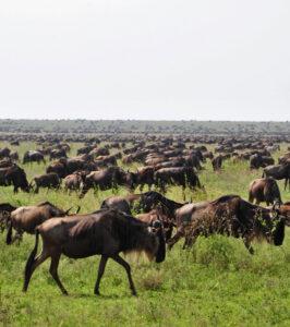 Migration wildebeest herd Serengeti
