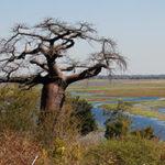 Baobab tree Tarangire National Park