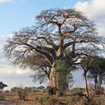 Baobab tree in Tarangire National Park