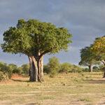 Baobab Tarangire im Norden Tansanias