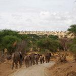elephants Tarangire National Park