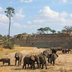 Elephants Tarangire River