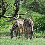 Two zebras at Lake Manyara