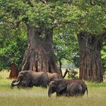 Elephants baobabs Tarangire