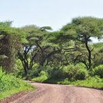 Road Lake Manyara National Park