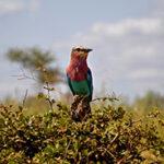 Lilac breasted roller bird