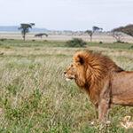 Male lion Serengeti 6 day Tanzania safari