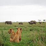 Lions and elephants on 5 day Tanzania safari