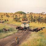 Game drives in the Serengeti