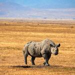Rhino on Tanzania and Kenya safari