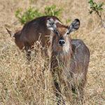 Wasserbock im Tarangire-Nationalpark