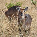 waterbuck in Tarangire National Park