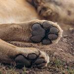 Lion paws Serengeti luxury safari