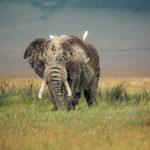 Elephant in Ngorongoro Crater