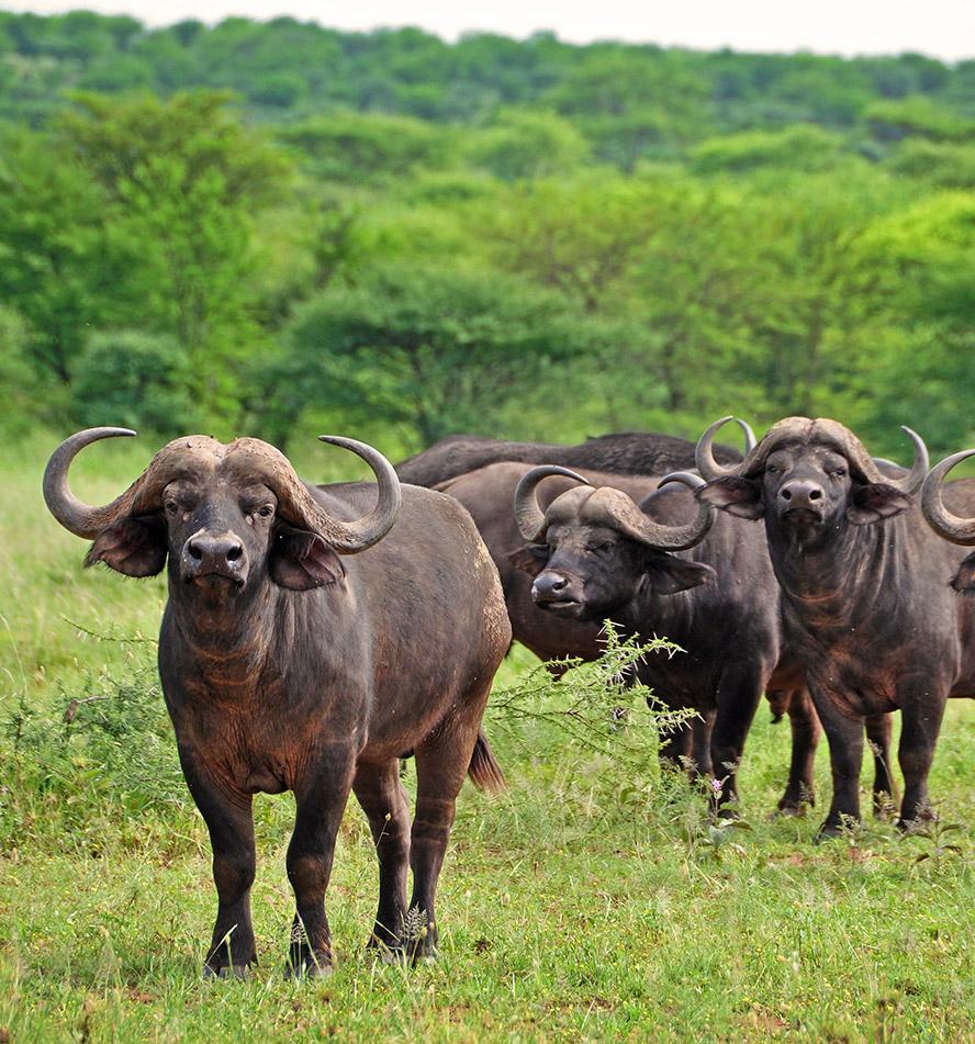 Serengeti Nationalpark