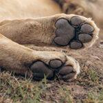Lion paws closeup