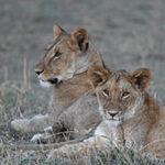 Two lions on Tanzania and Kenya safari