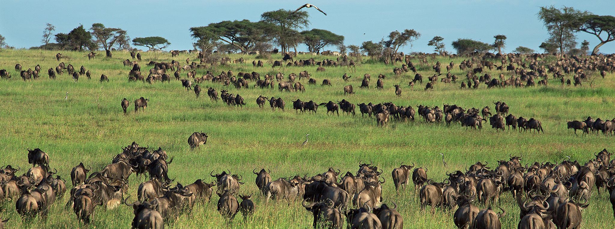 6 day Tanzania safari migration herd