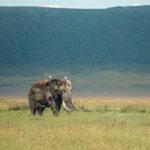 Elefant auf der nördlichen Grenze Tansanias
