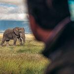 Elephant in the Crater on 7 day Tanzania safari