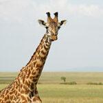 Giraffe Tanzania and Kenya safari