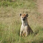 Hyena on Tanzania and Kenya safari