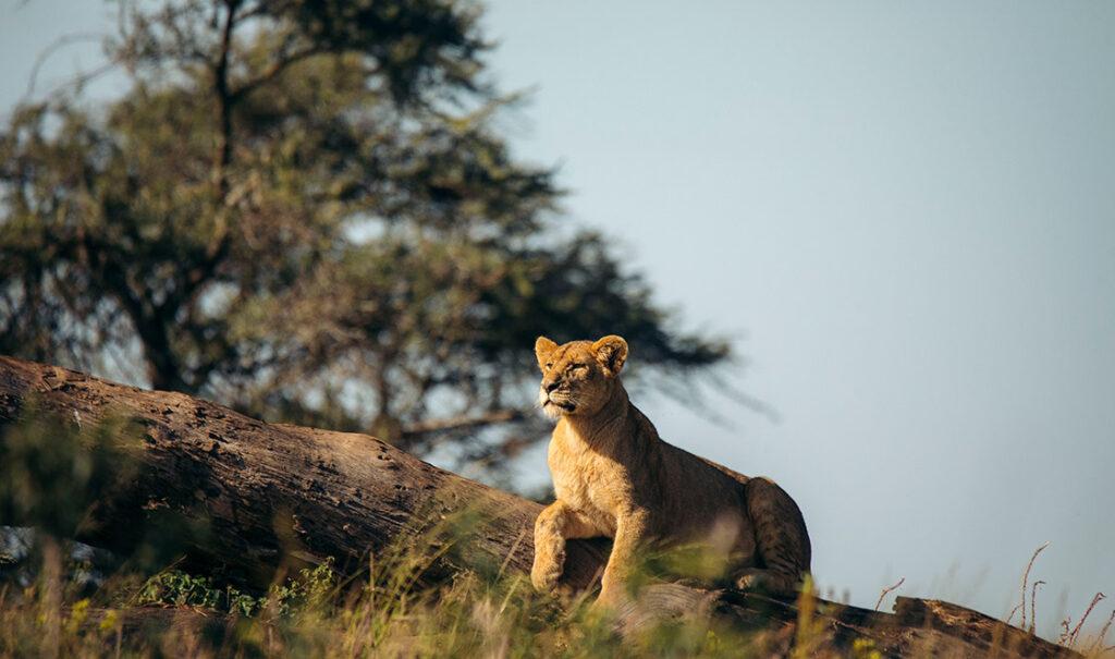 tanzania safari book