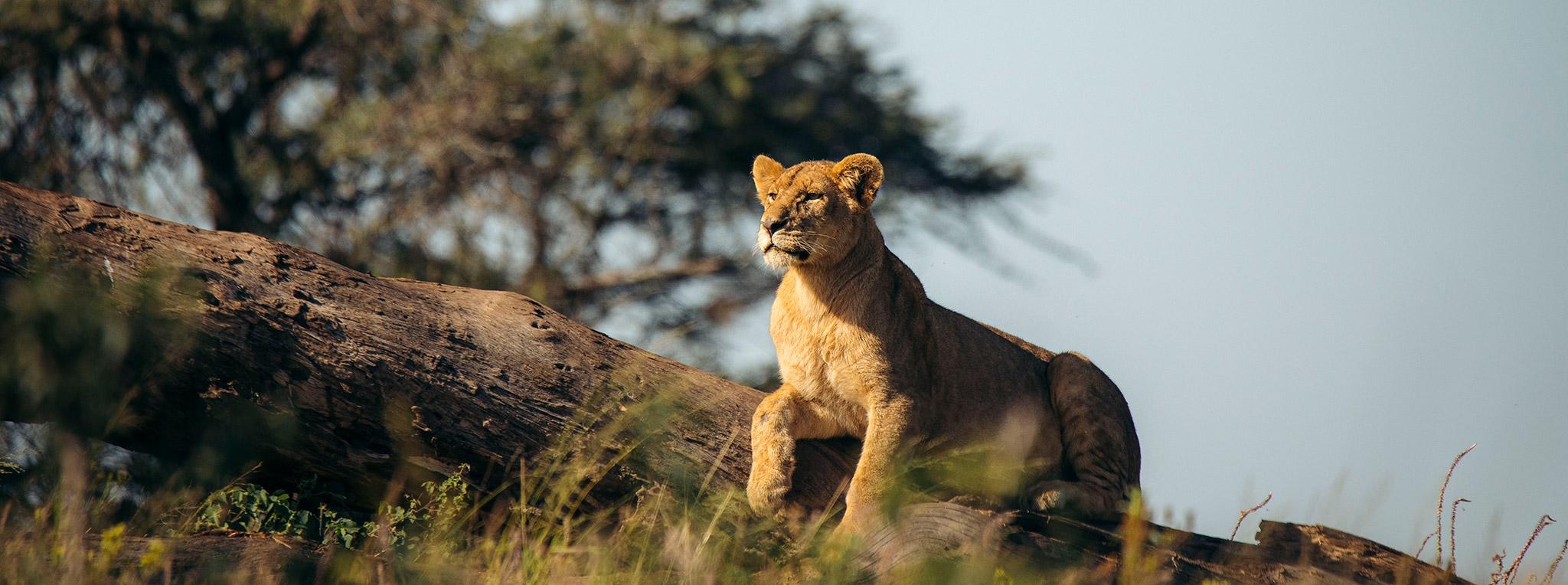 female lion in the Serengeti Tanzania