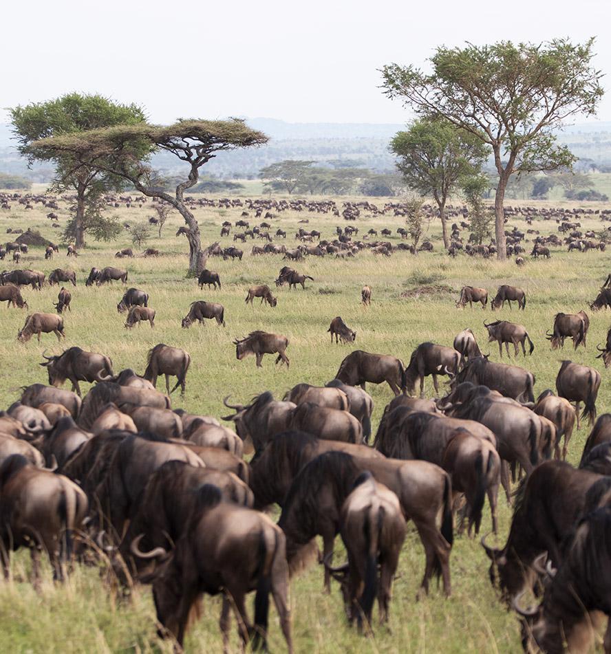 Serengeti Nationalpark