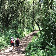 Rain forest trail