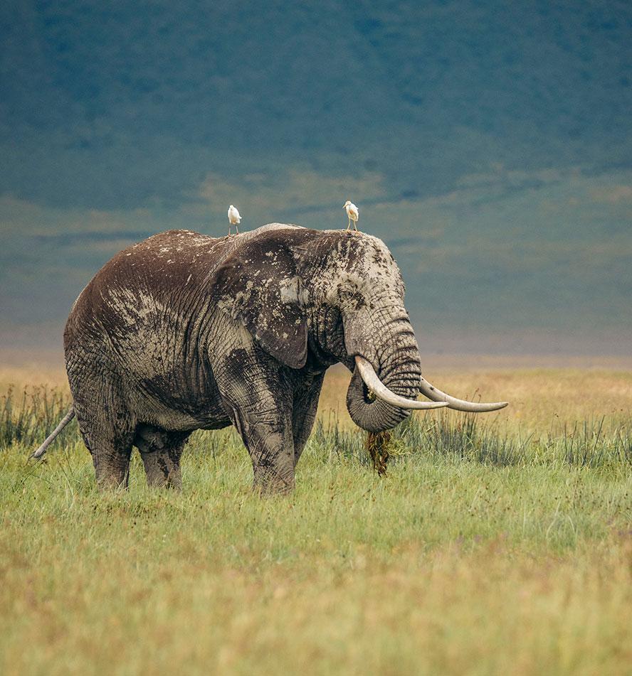 Ngorongoro Crater
