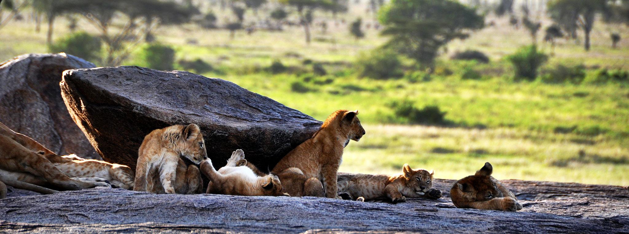 Tanzania and Kenya safari highlights