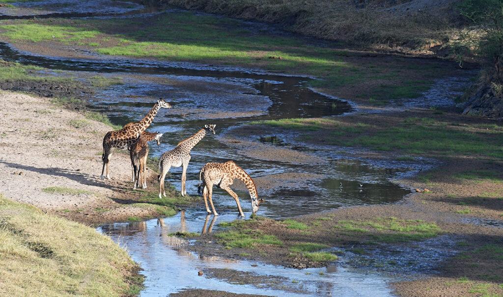 safari tanzania 3 days