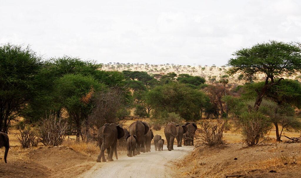 kilimanjaro trip safaris