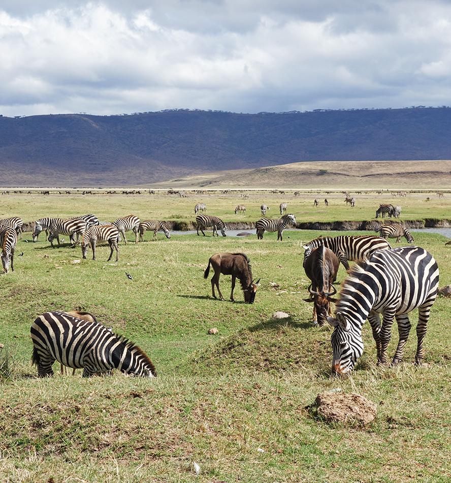 Ngorongoro Krater