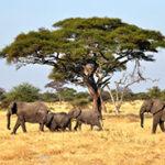 Elephants tree savanna