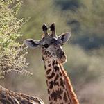 Giraffe Tarangire National Park