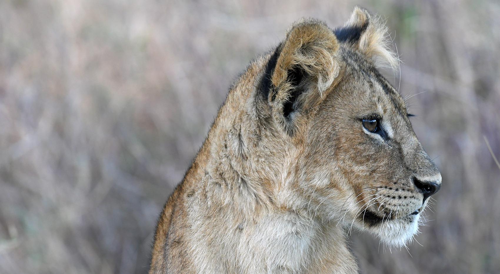 Wildlife sighting lion Tanzania October