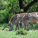 Zebras Lake Manyara National Park