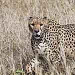 Cheetah Serengeti Tanzania