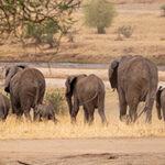 Elephant herd Tarangire River