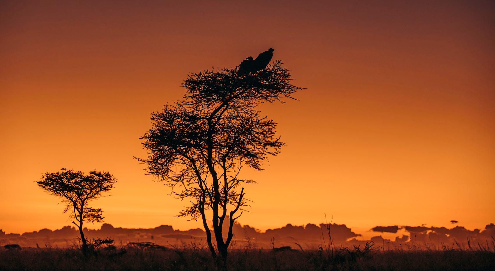 Sunset Serengeti