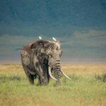 Elephant seen on 4-day camping safari Tanzania