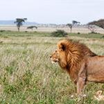 Male lion Serengeti