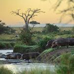 Hippos river Serengeti National Park