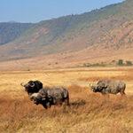 Buffaloes Ngorongoro Crater