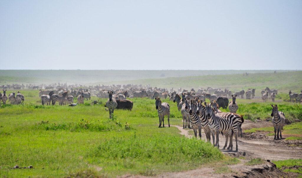 safari tanzania camping tarangire