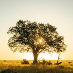 Sunrise tree Serengeti