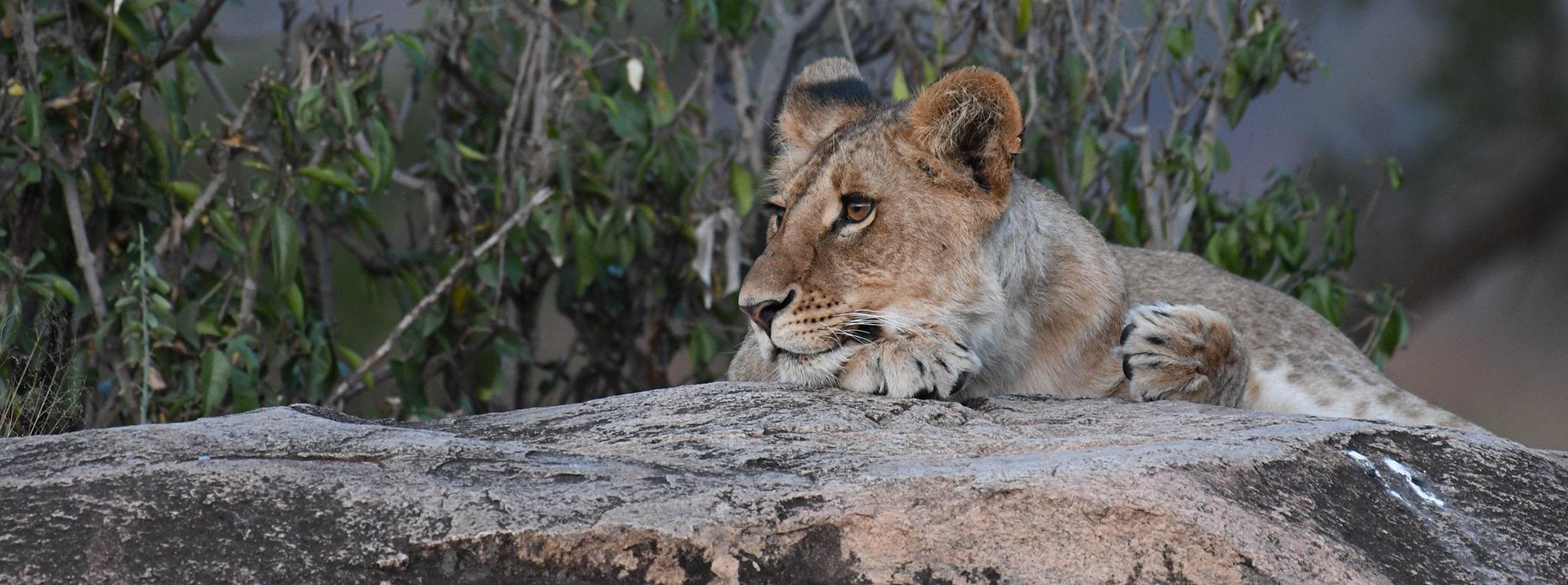 Female lion lying on kopje
