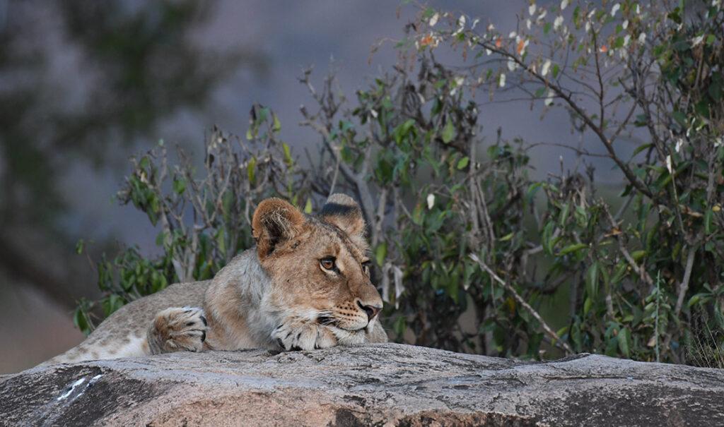 safari tanzania camping tarangire